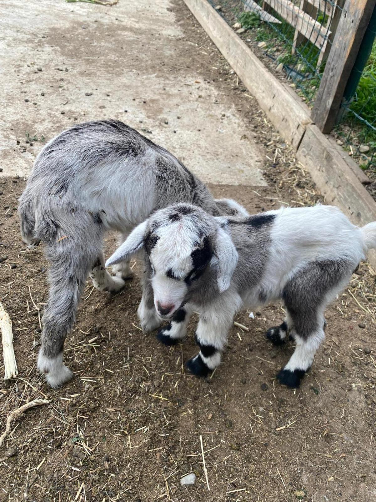 Agriturismo A Ca Du Cappellan Villa Imperia Eksteriør bilde